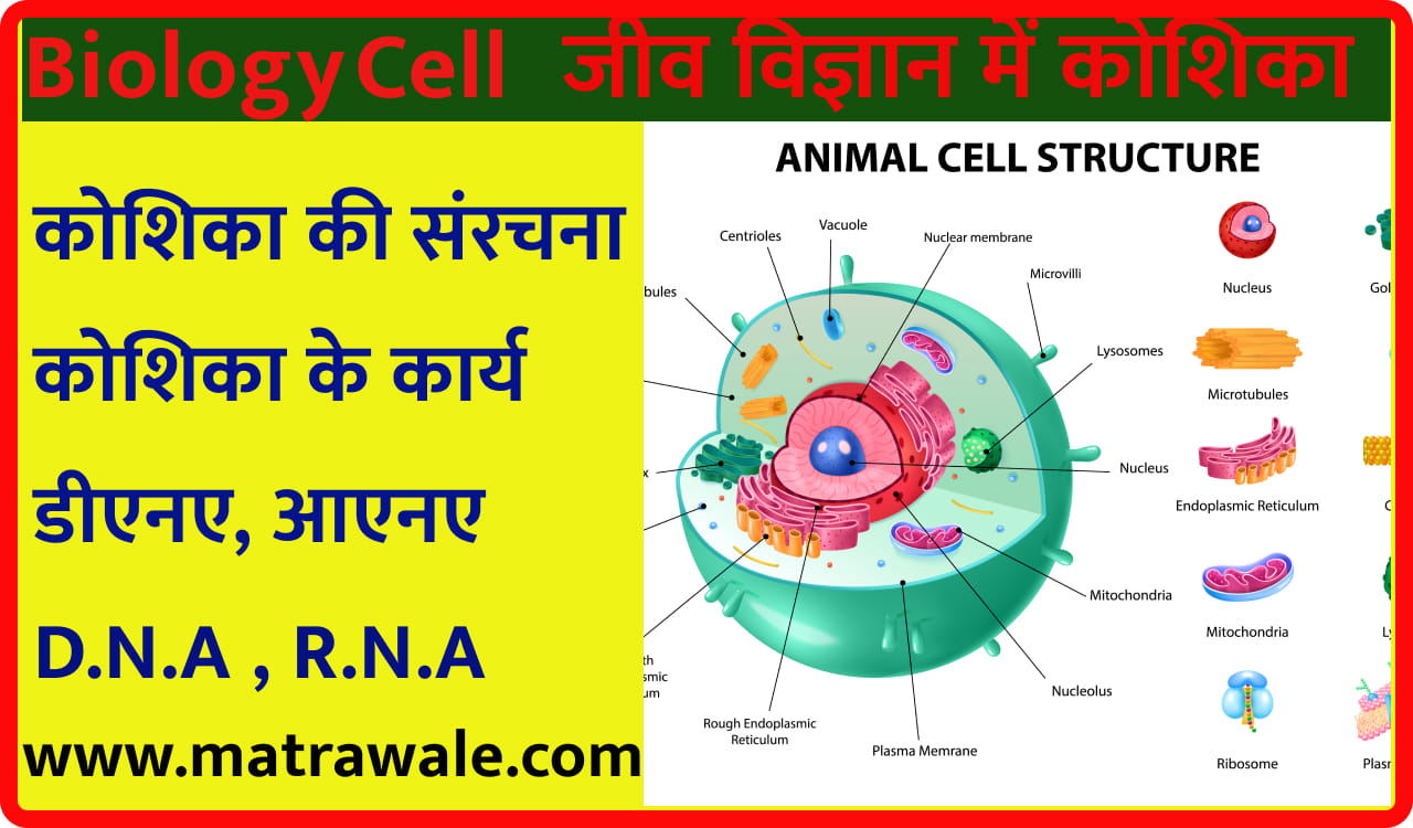 UPP General Science Biology Cell Question Answer